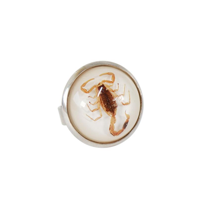 Yellow scorpion with white background
