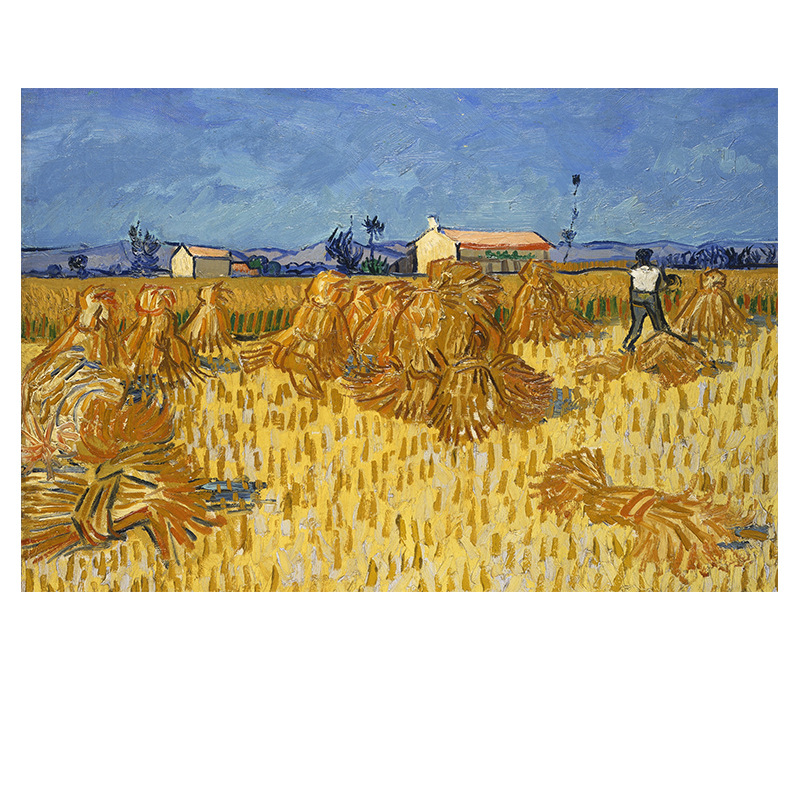 019 Harvest corn field