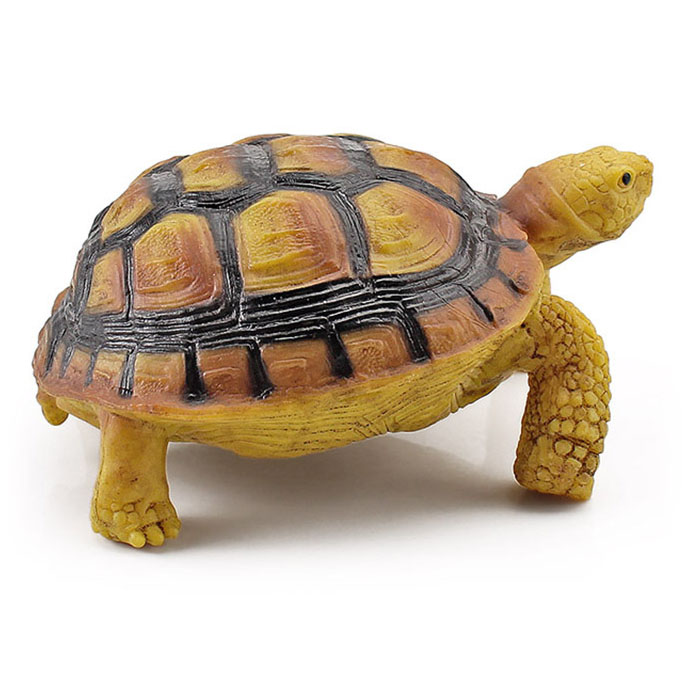 T15447 four-toed tortoise