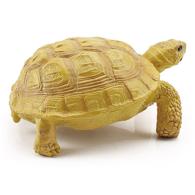 T15448 four-toed tortoise