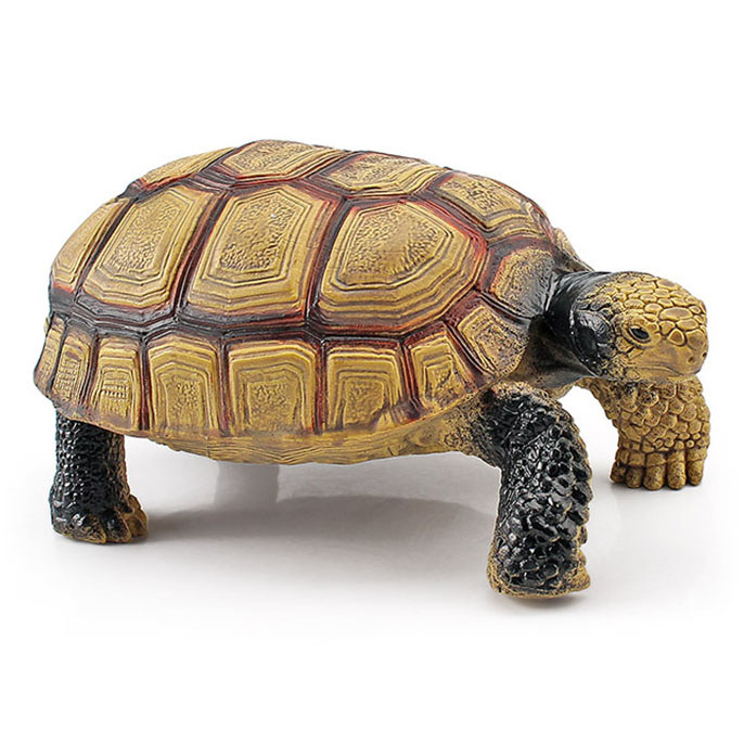 T15452 European tortoise