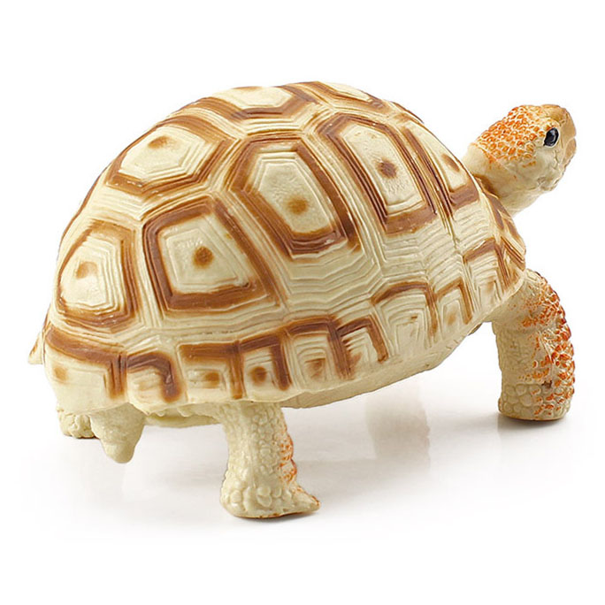 T15455 Radiant tortoise