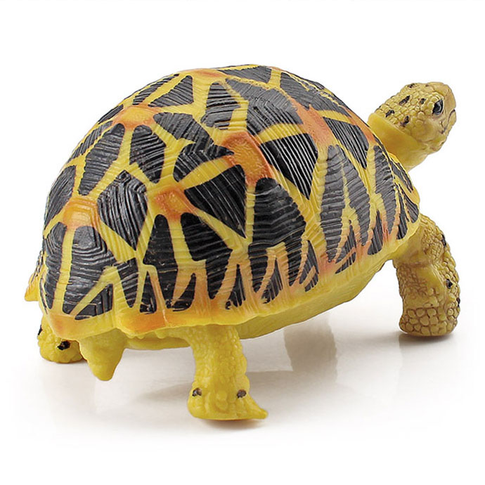 T15456 Radiant tortoise