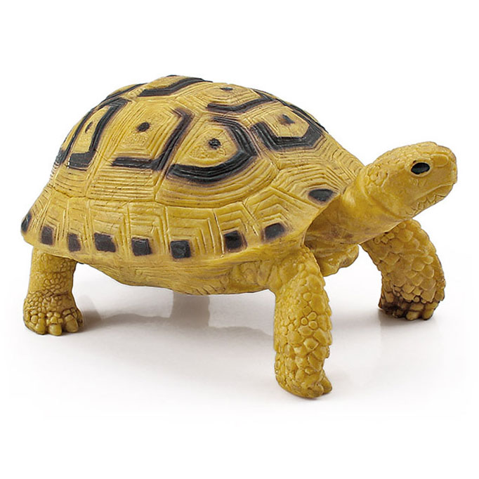 T15459 Red-legged tortoise