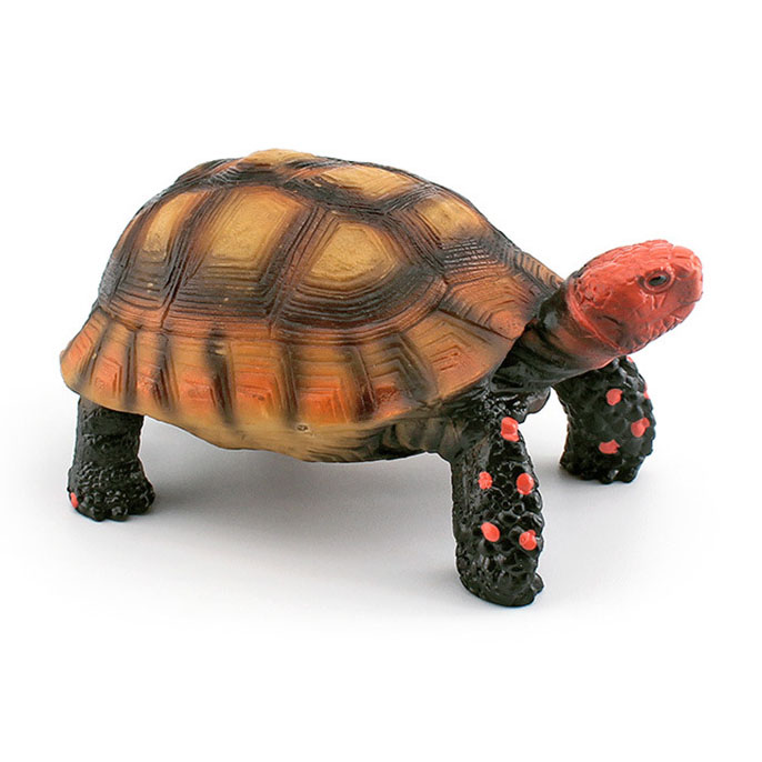 S610 Red-legged tortoise