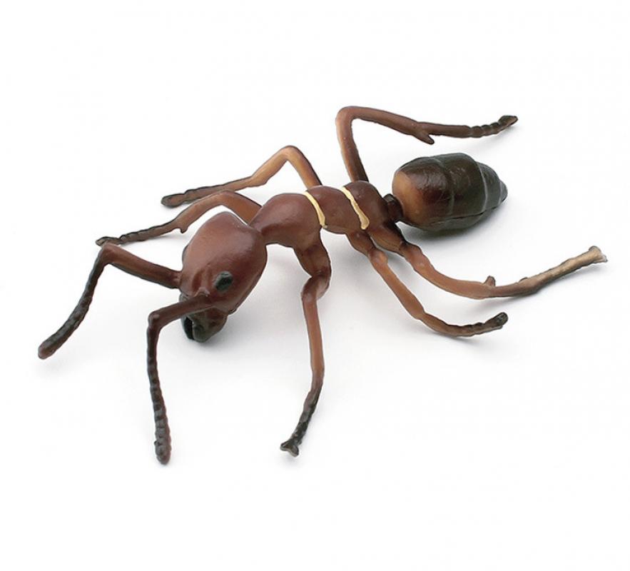 PL127-2235 Ants