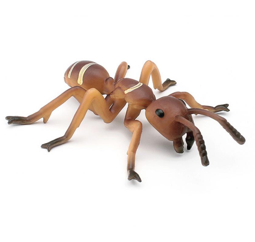 PL127-2237 Ants
