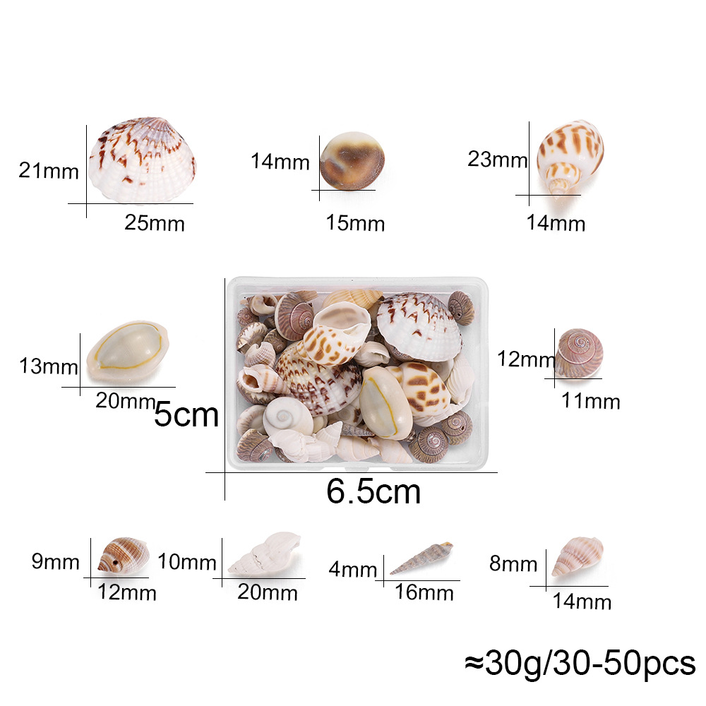 1-4cm shell conch