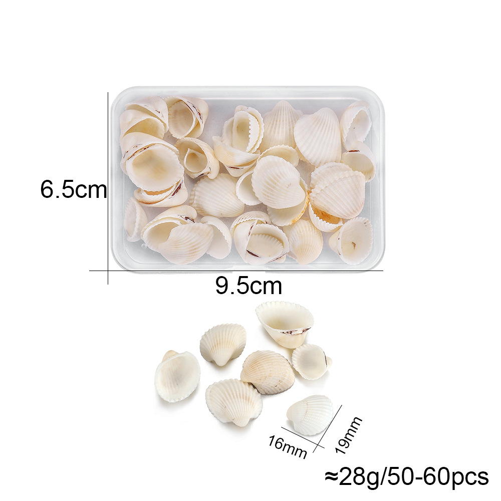 5:Small natural white shell