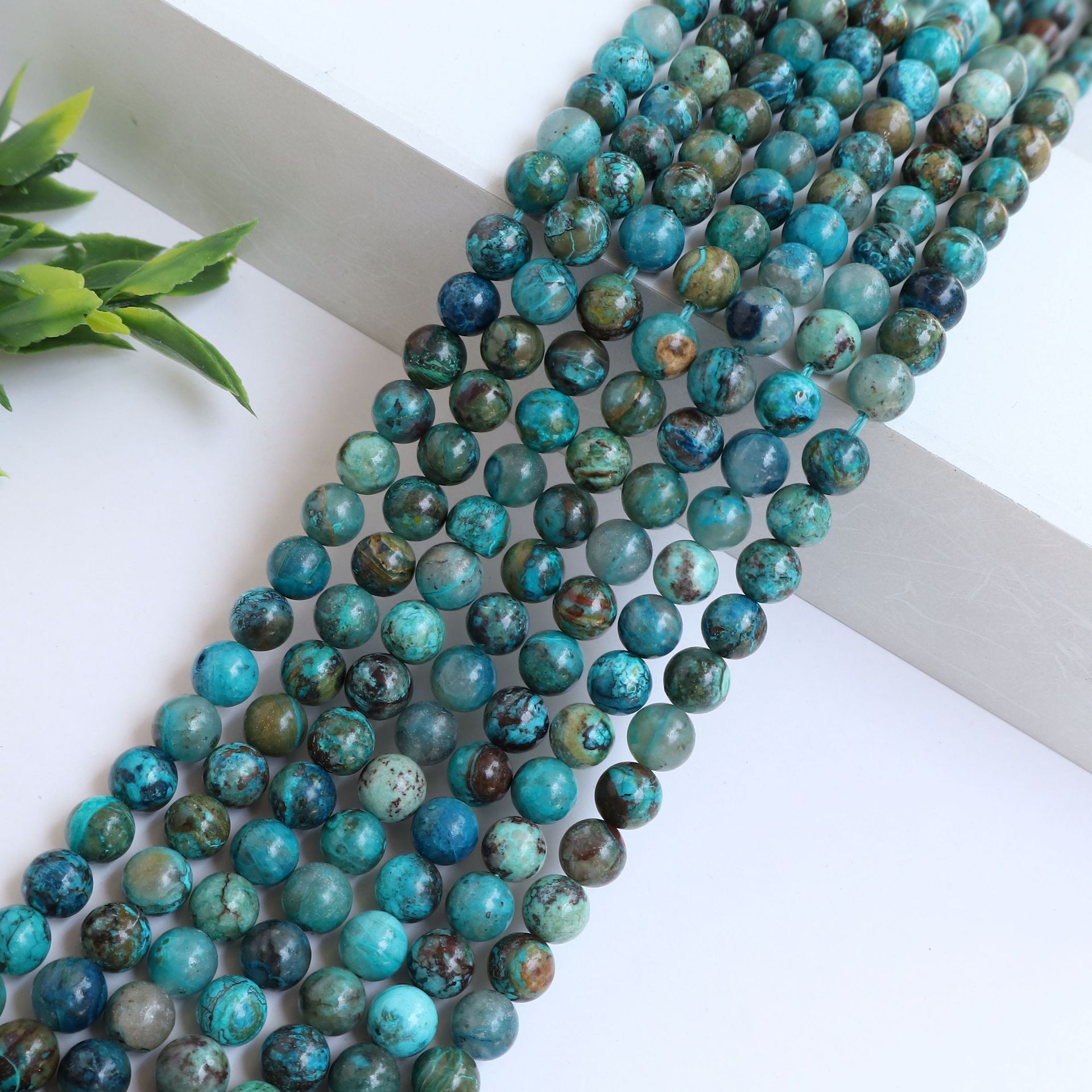 Mexican phoenix pine