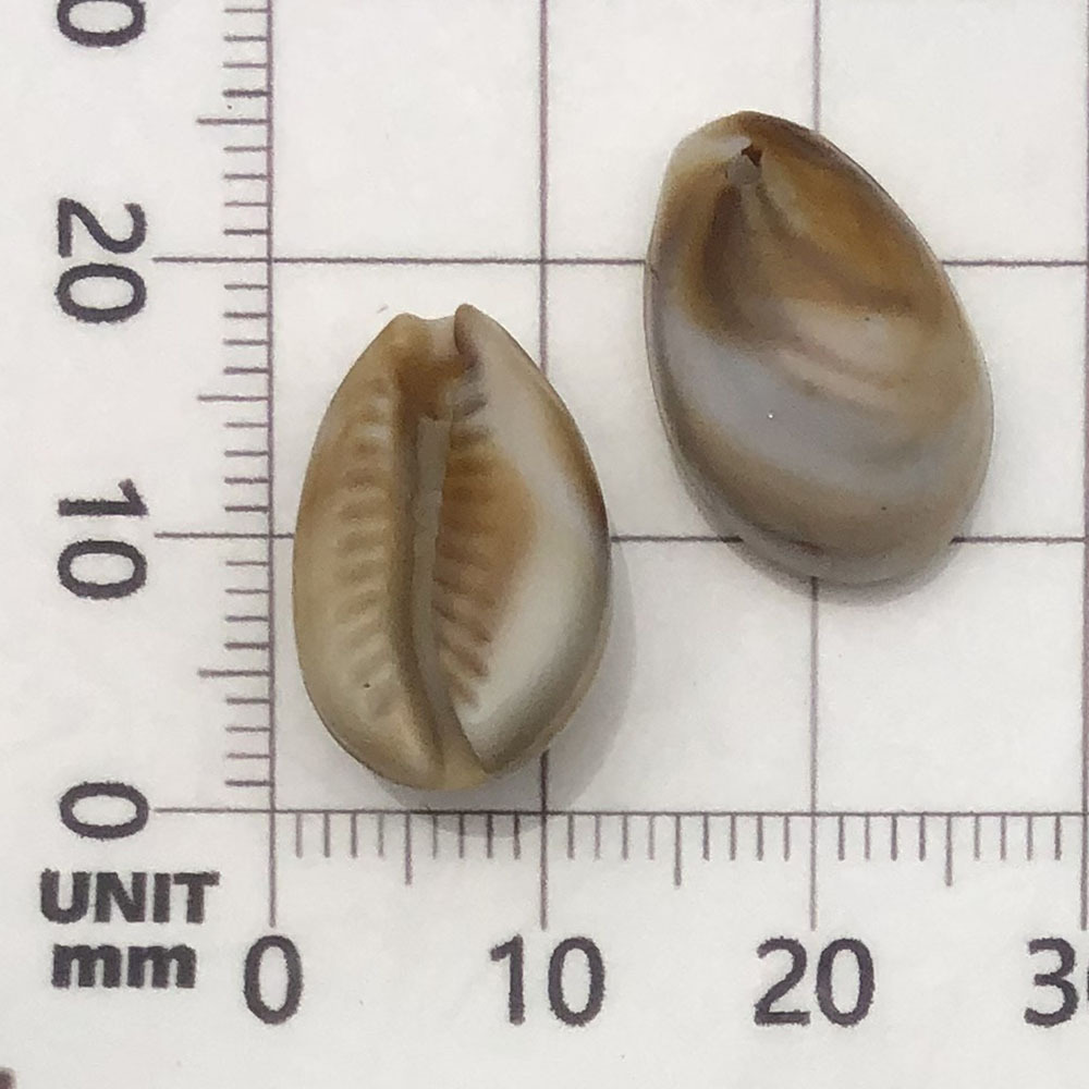 1 beige (acrylic conch) 12*18mm-0.9g-17275