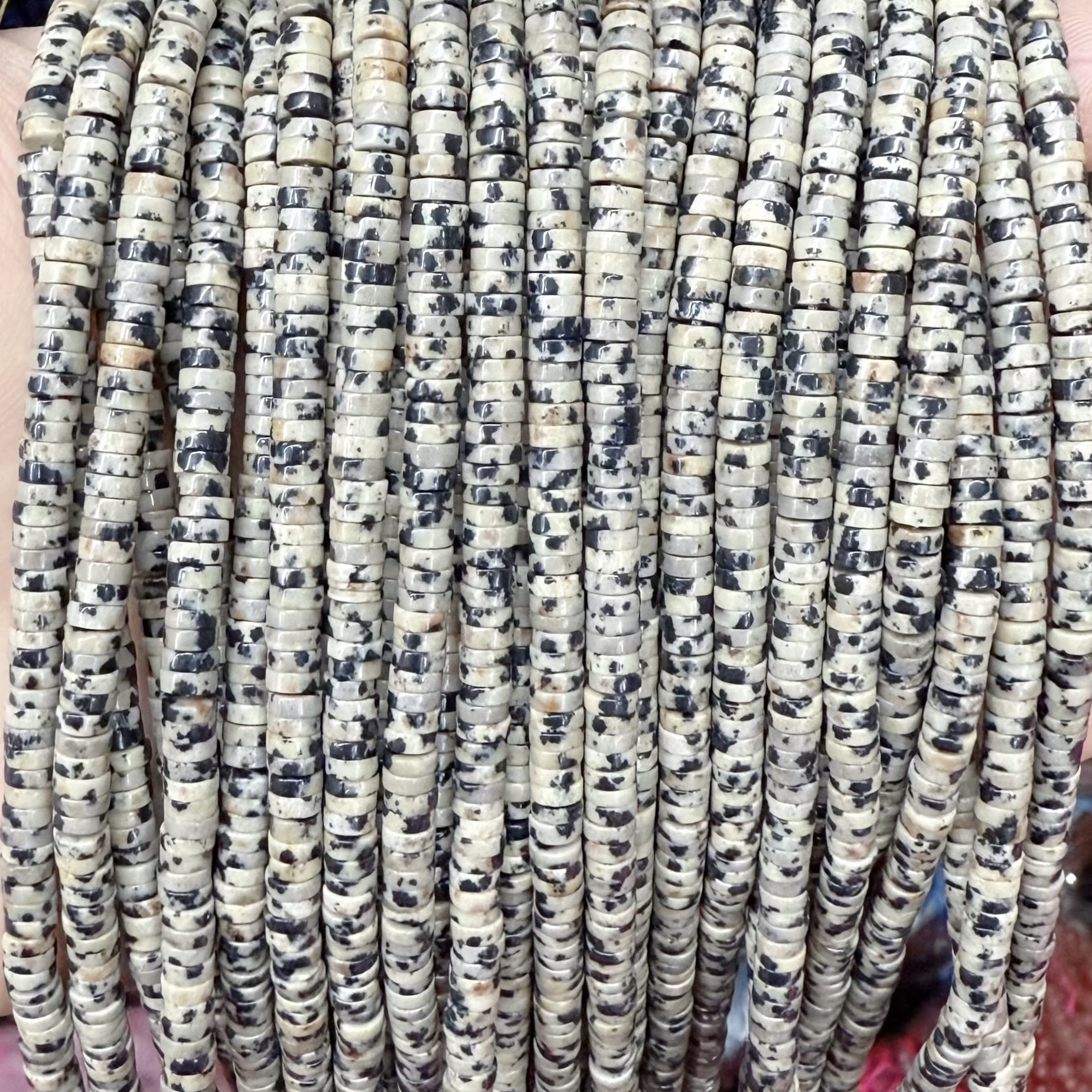 dalmatian
