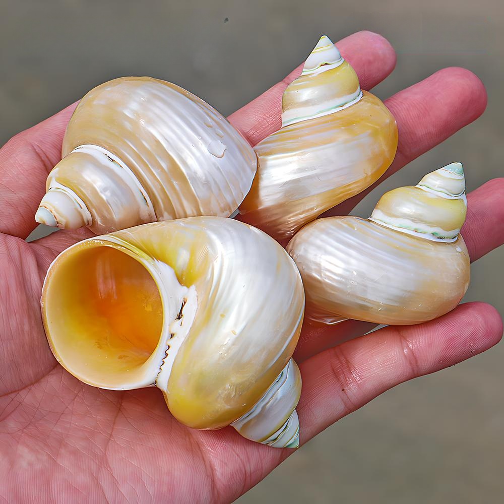 4- 6cm one peeled yellow wide-mouth snail