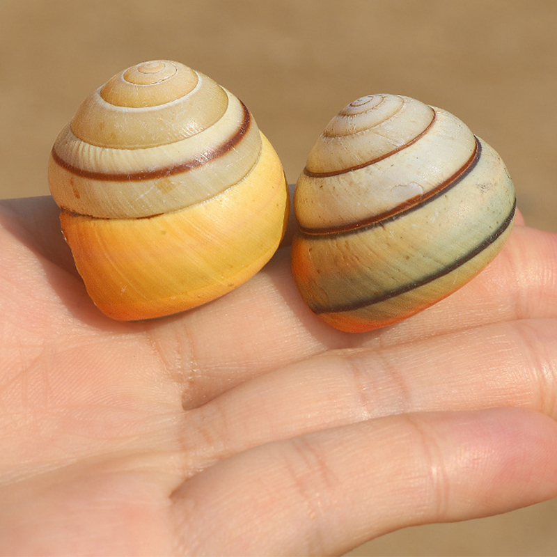 Deyaqi snail shell 3- 3.5cm each