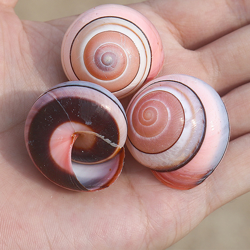 3- 3.5cm pink deyachi snail shells