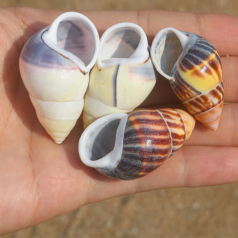 Butto amphibious snail shell 4- 4.5cm each