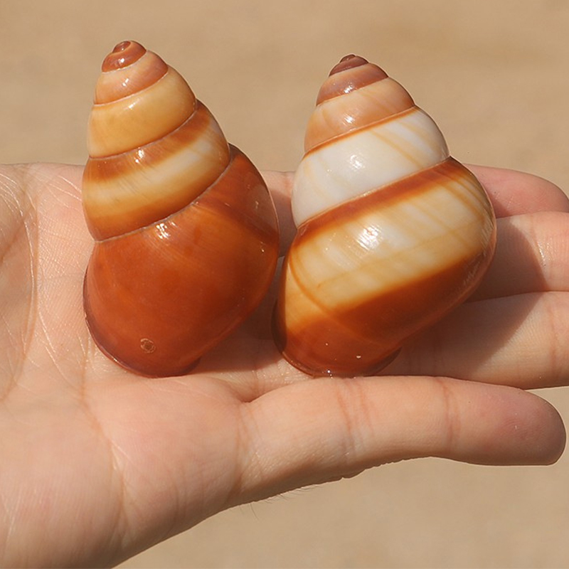 4- 5cm a brown field snail shell