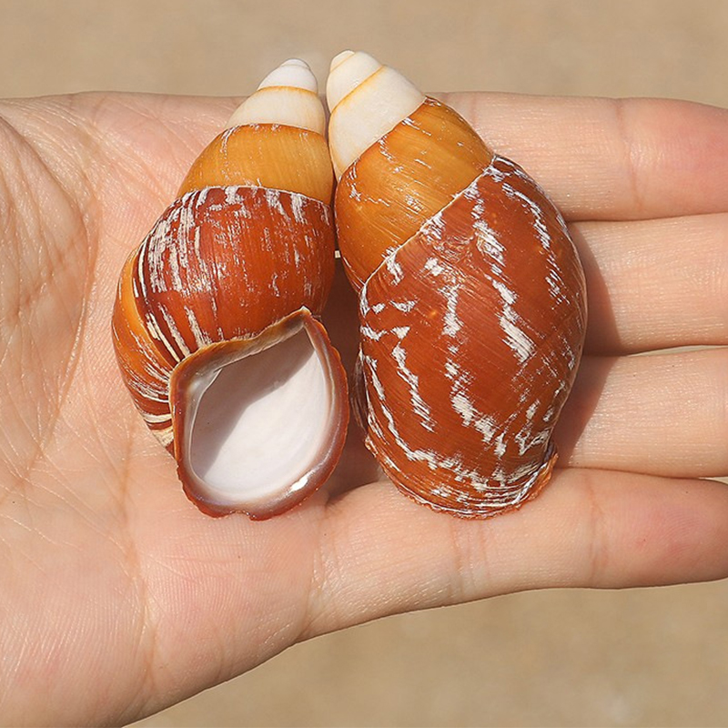 5- 6cm one snail shell made of cotton and linen