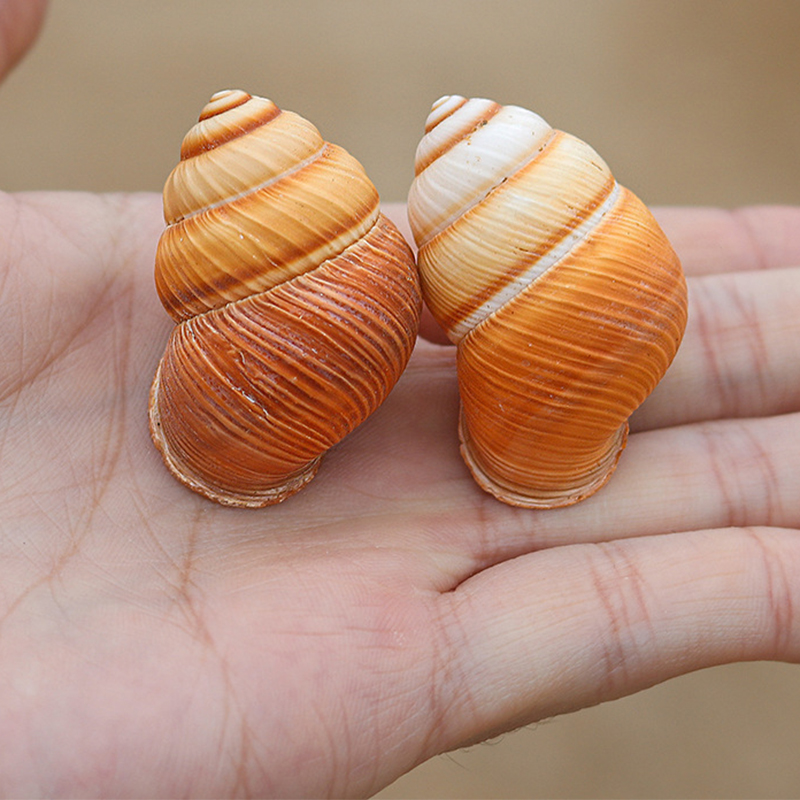 3- 4cm gold snail shells