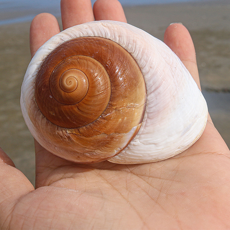 7- 8cm one bread snail shell