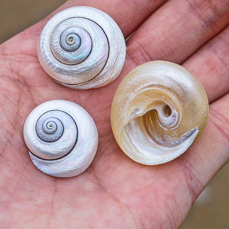 2- 3cm polished bull’s-eye snails