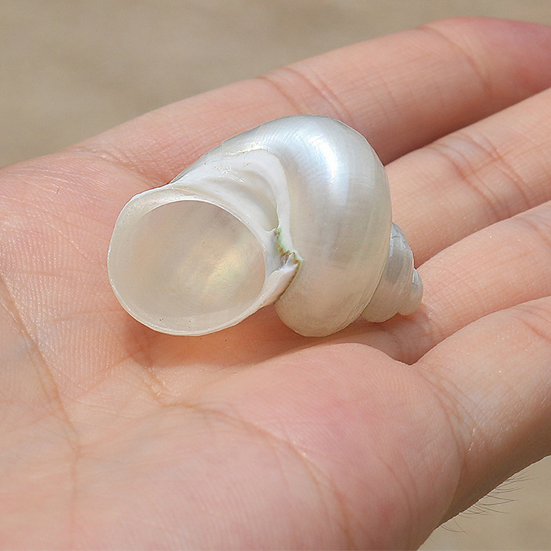 3- 4cm one peeled small green snail