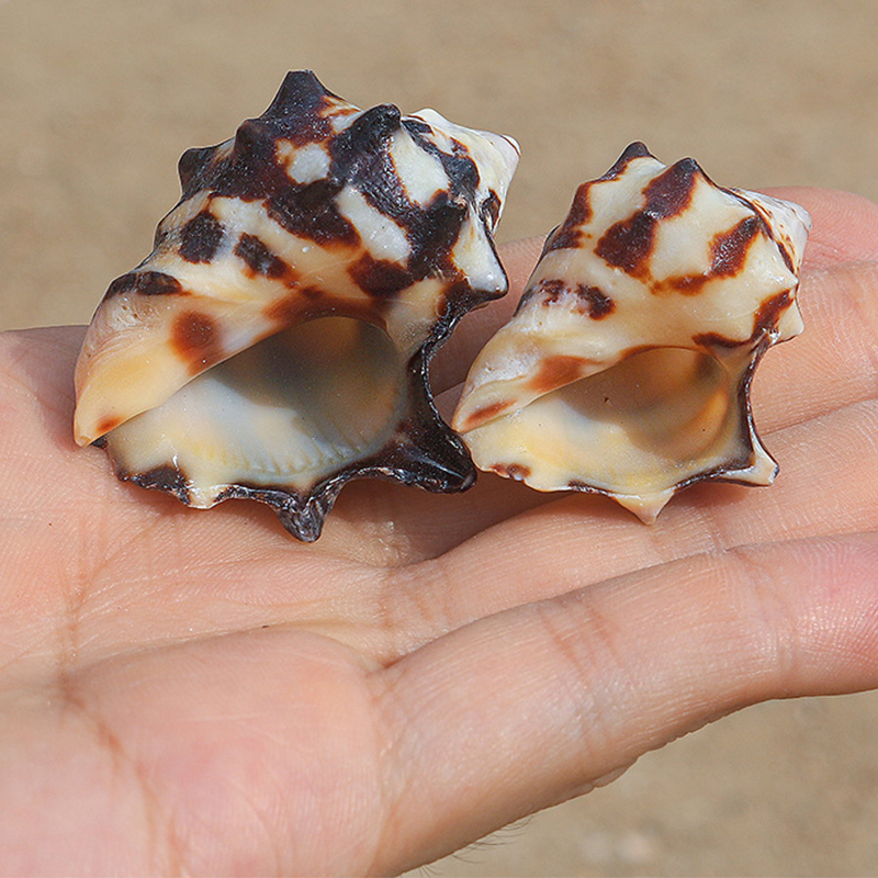 3- 5cm cow snails