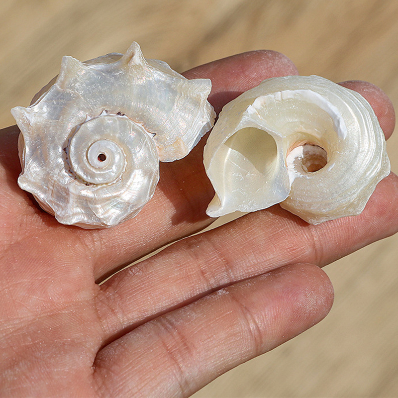 3- 5cm one silver-mouthed round thorn snail