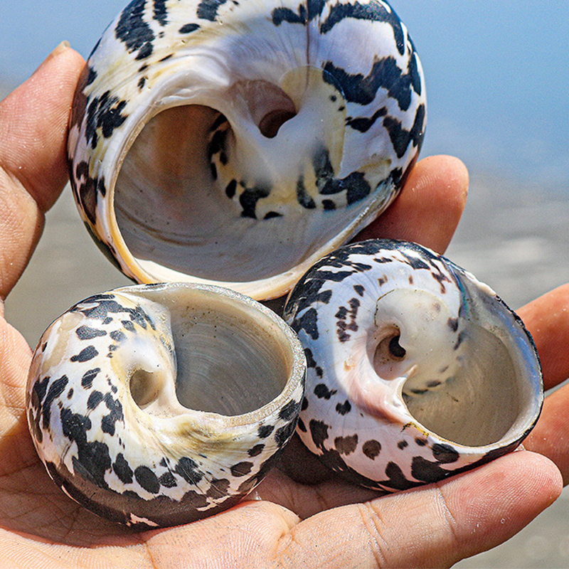 4- 5cm black diamond snails