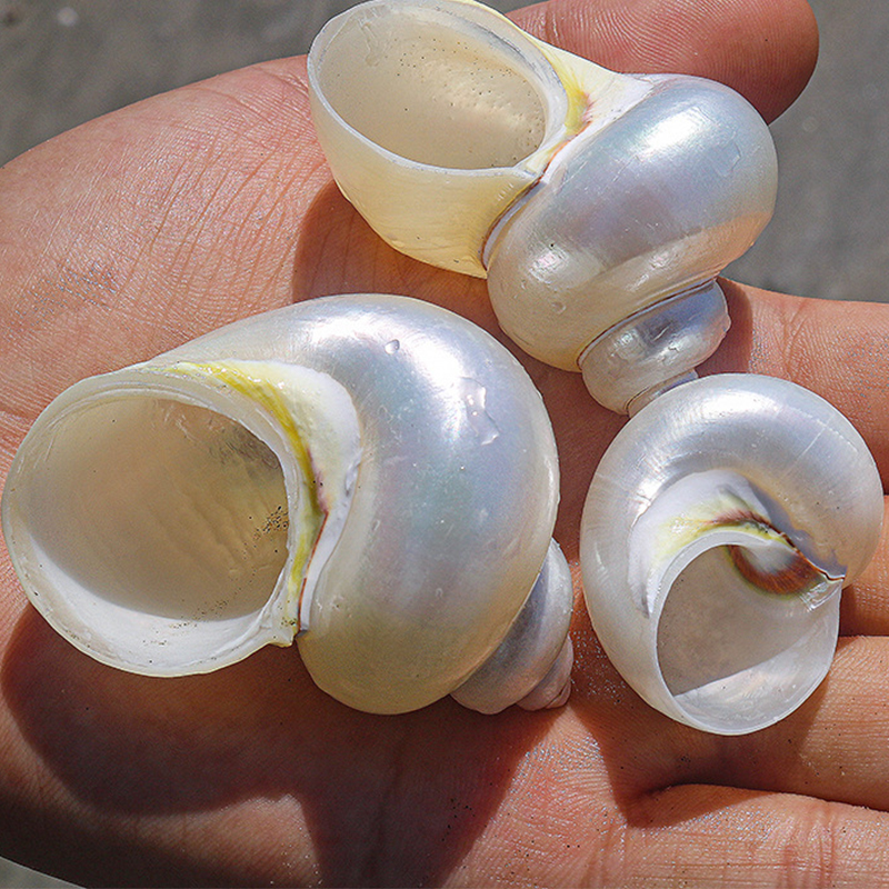 4- 6cm one peeled ancient snail