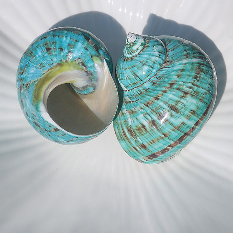 8- 9cm one special green snail
