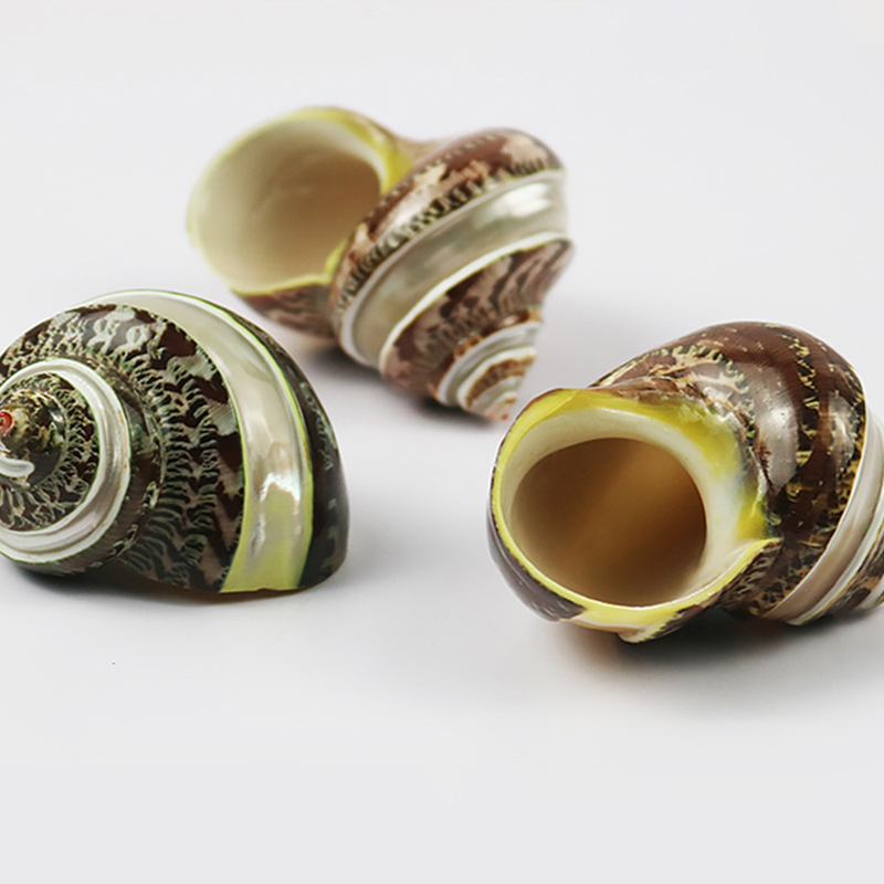5- one 6cm striped cat's eye snail