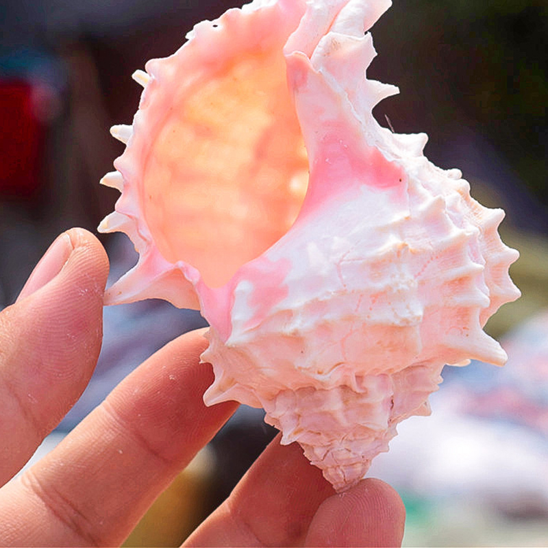 5- 7cm one pink bone snail