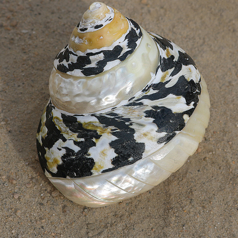 5- one 7cm striped black diamond snail