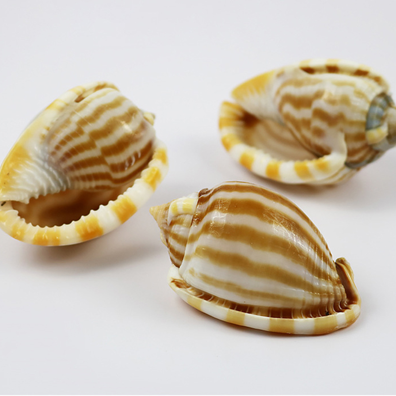 6- one 8cm striped watermelon snail