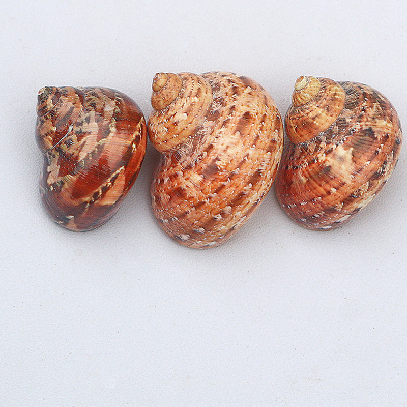 Huaguwenluo 3- 4cm a