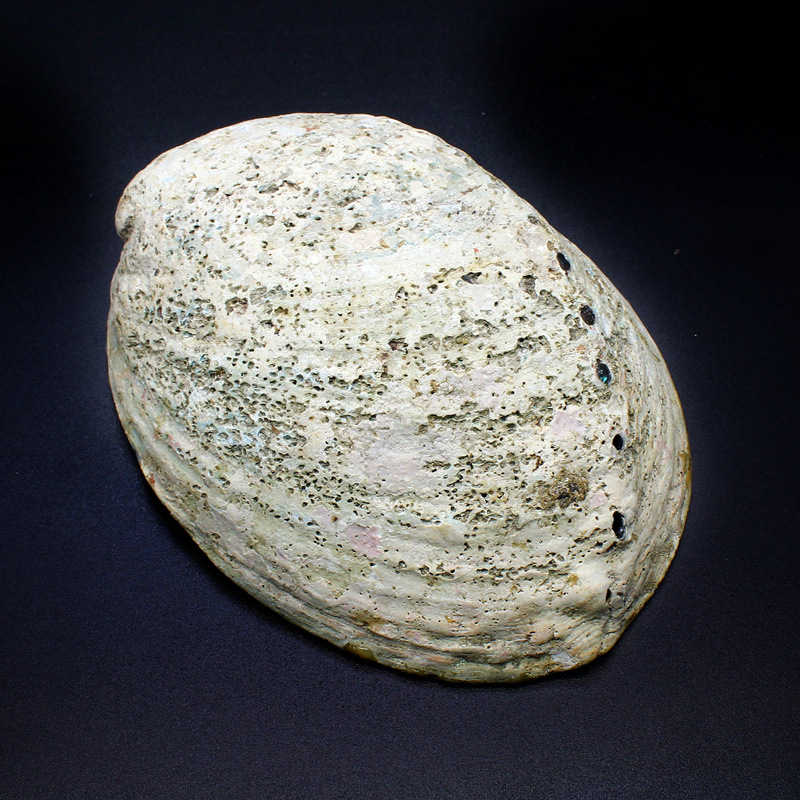 Abalone shell with skin
