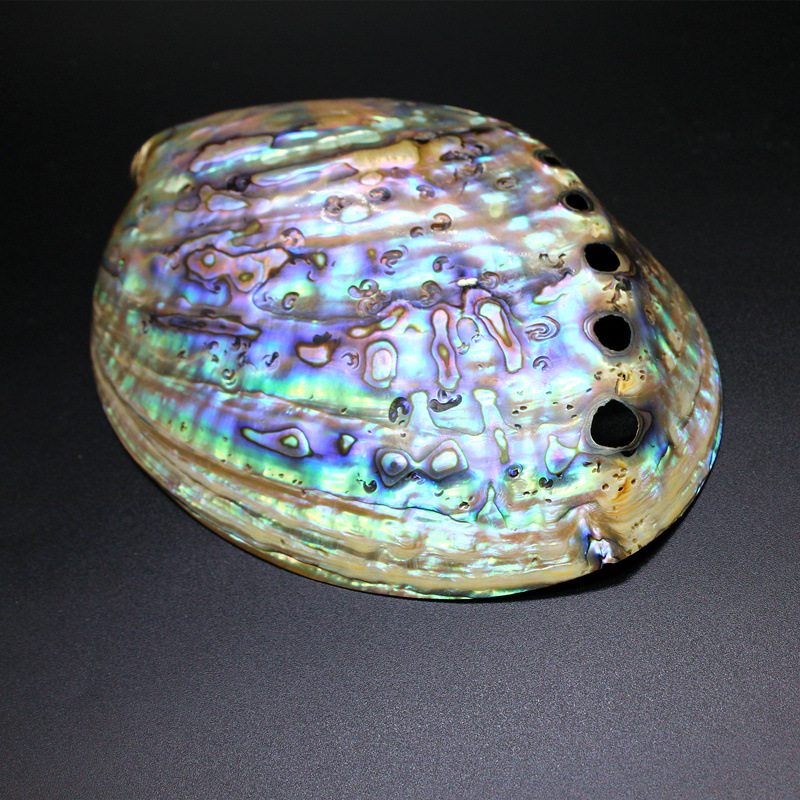 Abalone shell without skin
