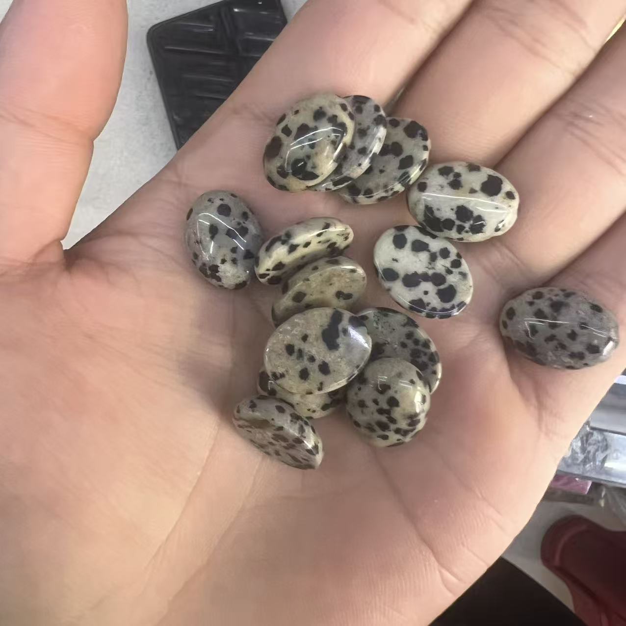 dalmatian